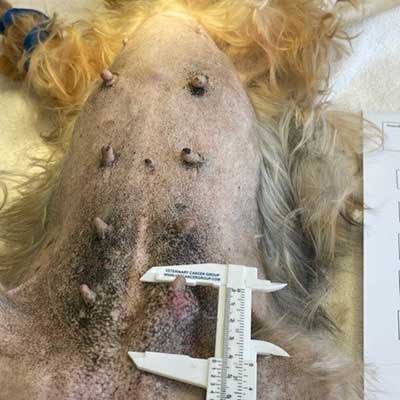 Measuring a tumor