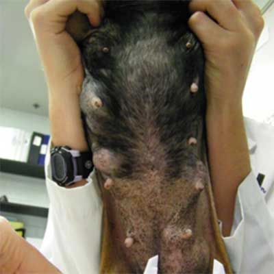 Measuring multiple tumors