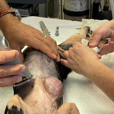 Sallie's tumor