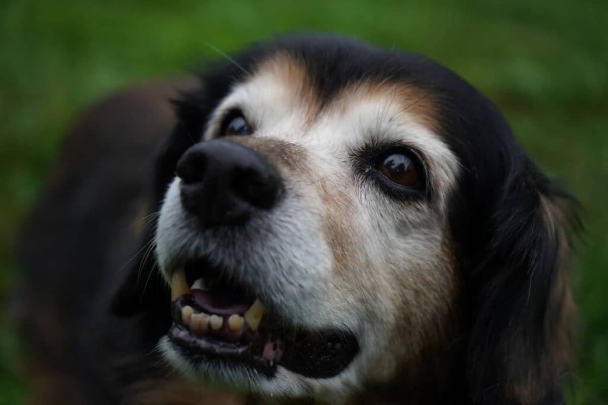 A senior dog
