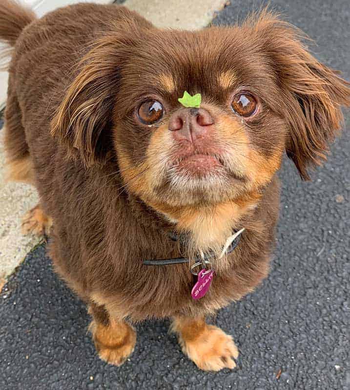 Bella