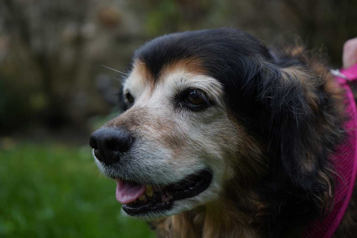 Sophie