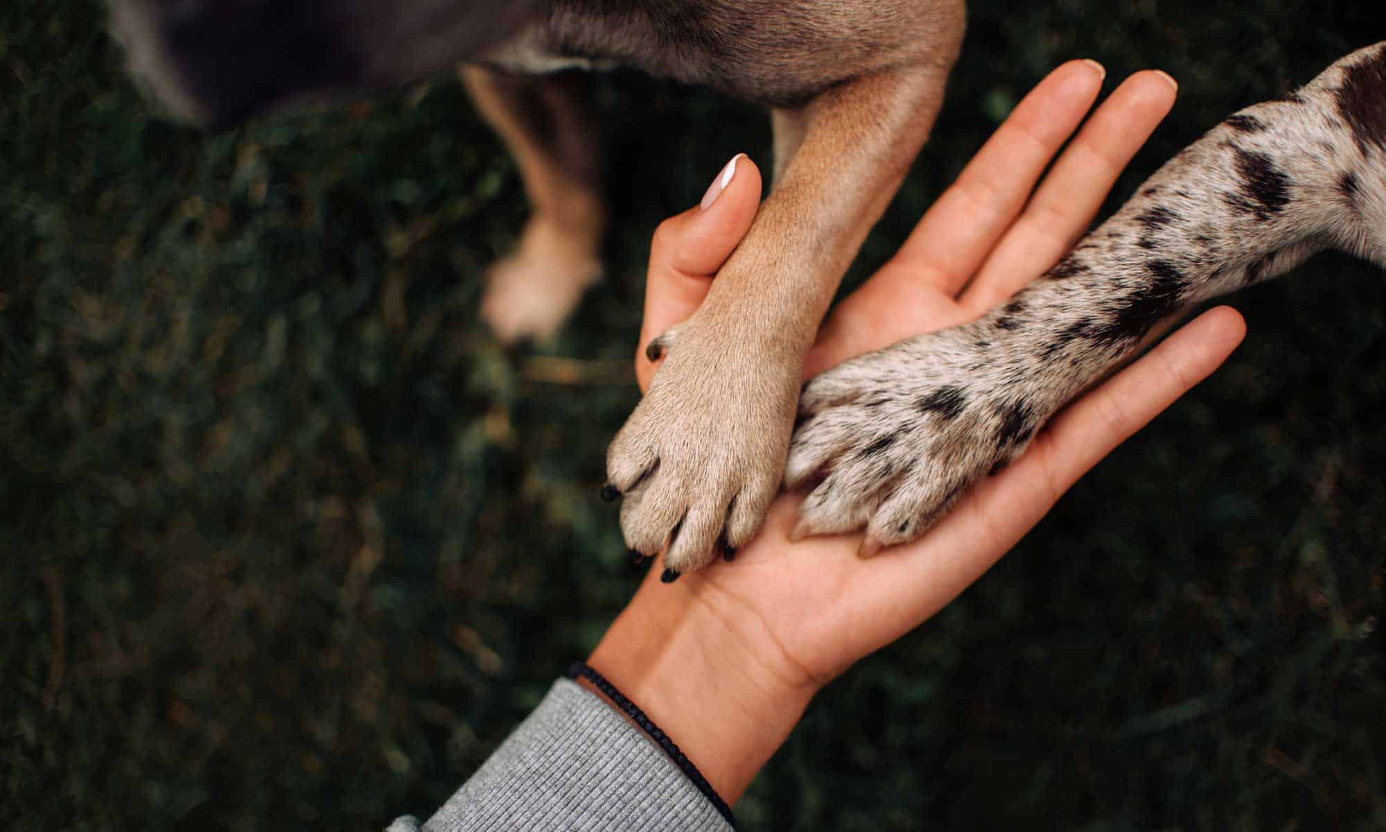 Dogs paw in hand with humans